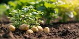 Growing Vegetables, Potatoes, Organic Gardening