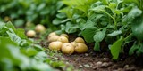 Growing Vegetables, Potatoes, Organic Gardening