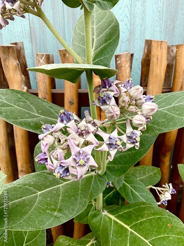 Biduri flowers or Widuri flower (Calotropis gigantea) with a purple color that looks beautiful on the garden.  photo