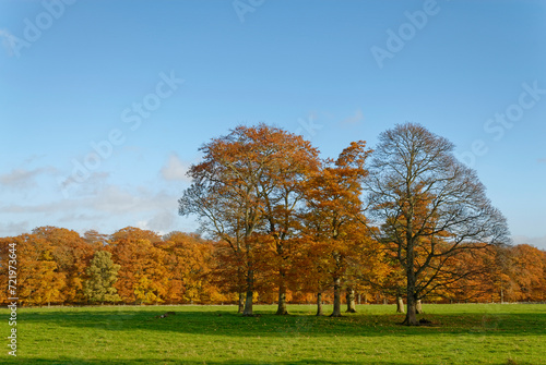 A Cluster of Chestnut and Oak Trees in a field near to Edzell, displaying their Autumn Colours on a sunny day in September.