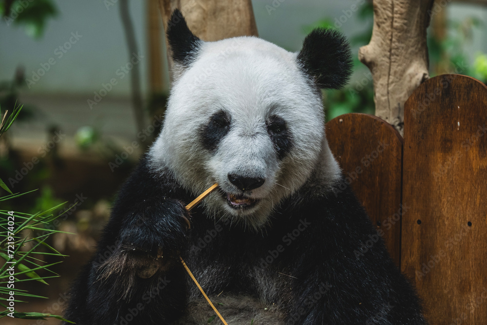 Fototapeta premium Female giant panda eating bamboo at Zoo Negara Malaysia