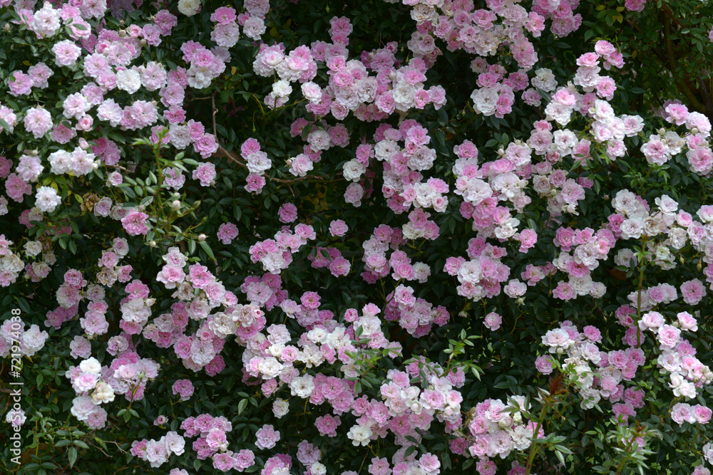 夢乙女 バラの花 夢乙女 バラの花