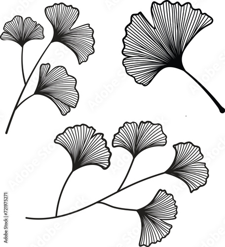 Set of hand drawn Genkgo leaves symbol of hope  strength  and resilience.for tatoo  logo  and other design element. Vector illustration.