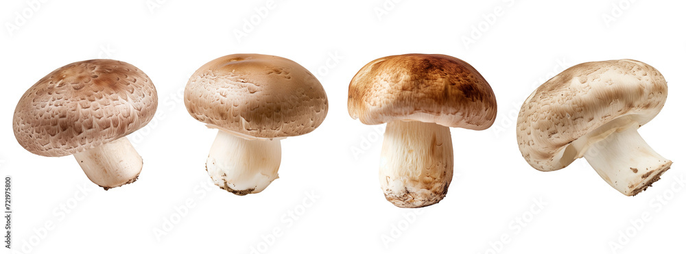 mushrooms mushrooms