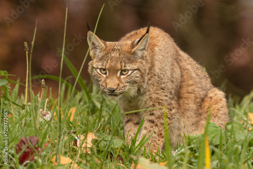 Lynx hunting in grass