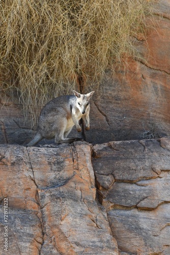 A rock wallaby is standing on a ledge on a cliff face  peering down. The sunlight falls on his face. Dry grasses hang over the rock wall behind him. He is light grey in colour  with black paws and fee
