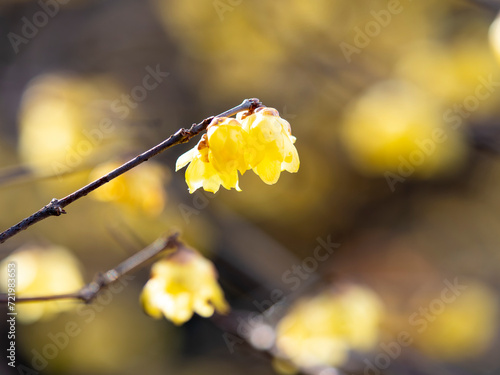 満開に咲く蝋梅の花 photo