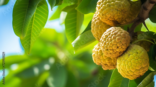 Atis (Annona Squamosa) fuit on a tree branch with copy space for text background photo