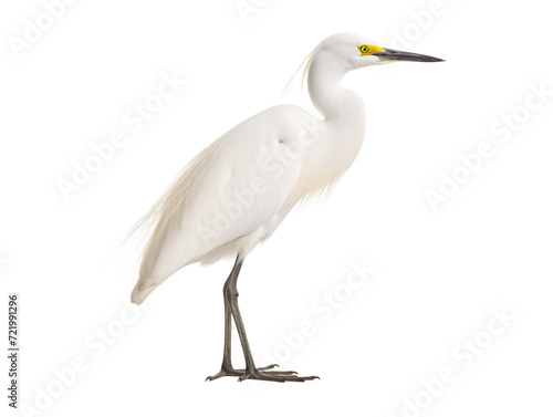 a white bird standing on a reflective surface