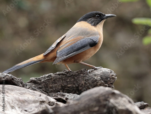 A Rufous Sibia sitting on a log of wood photo