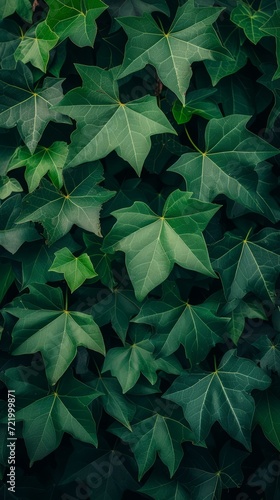 A lush green wall of ivy leaves photo