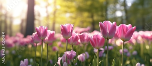 Colorful pink tulips blooming #722000897