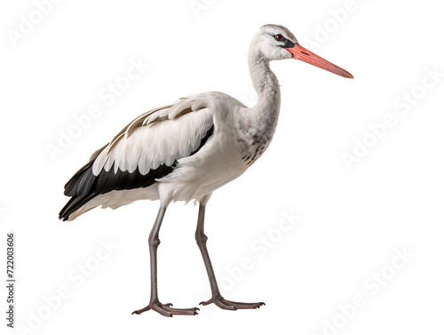 a white bird with a long beak
