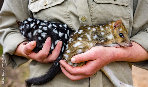 Baby orphan quoll are cared for by a volunteer in Tasmania, Australia. #722005072