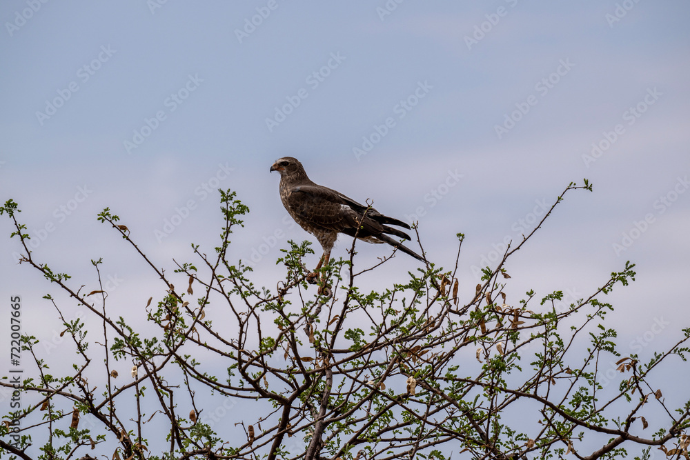 African Dusky Songhawk or Melierax canorus close up resting in a natural setting in Kenya National Park African Dusky Songhawk or Melierax canorus close up resting in a natural setting in Kenya National Park
