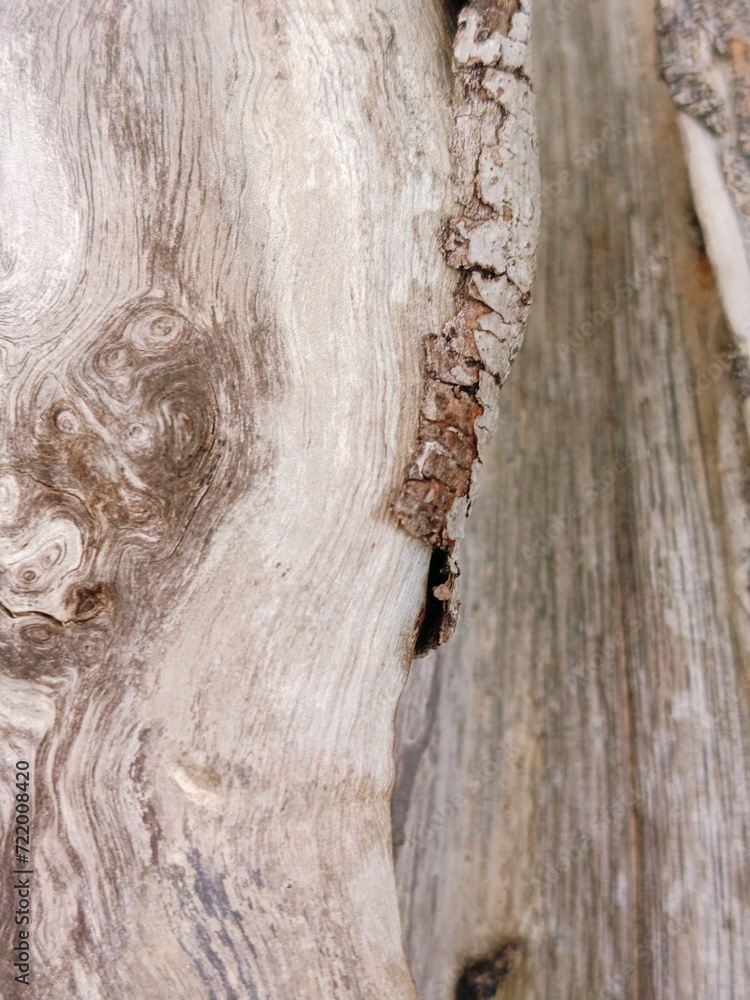 Tree trunk wood texture background. Dried, dead gray color wooden stump, close up view Tree trunk wood texture background. Dried, dead gray color wooden stump, close up view