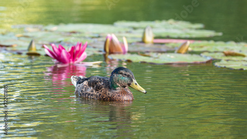 Closeup of a duck swimming towards a water lily blosso photo