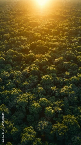 lush green dense tropical rainforest jungle viewed from above with bright sunlight shining through