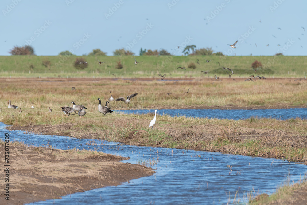 Little Egret, Geese and other wetland birds de-focused behind  at Frampton Marsh Nature Reserve, Lincolnshire, England