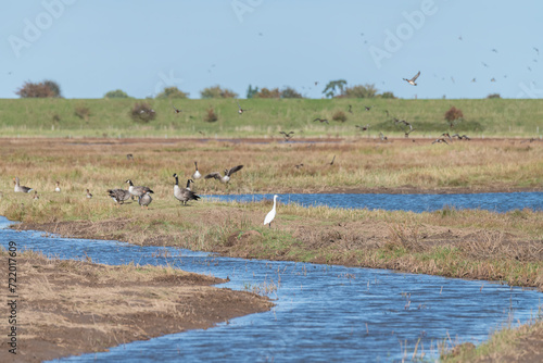 Little Egret, Geese and other wetland birds de-focused behind at Frampton Marsh Nature Reserve, Lincolnshire, England
