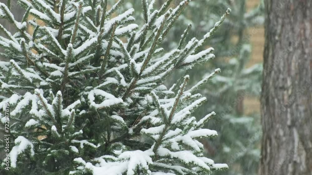 Snowfall in a winter spruce forest. Snowflakes slowly flying in air at cold winter day. Falling snow. Snowfall. Winter seasonal background. Snowy backdrop Snowfall in a winter spruce forest. Snowflakes slowly flying in air at cold winter day. Falling snow. Snowfall. Winter seasonal background. Snowy backdrop