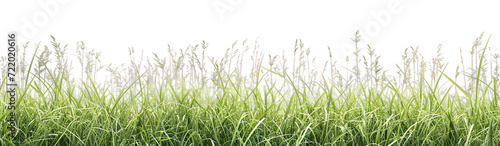 Green grass blades and seed heads, isolated on a white backdrop