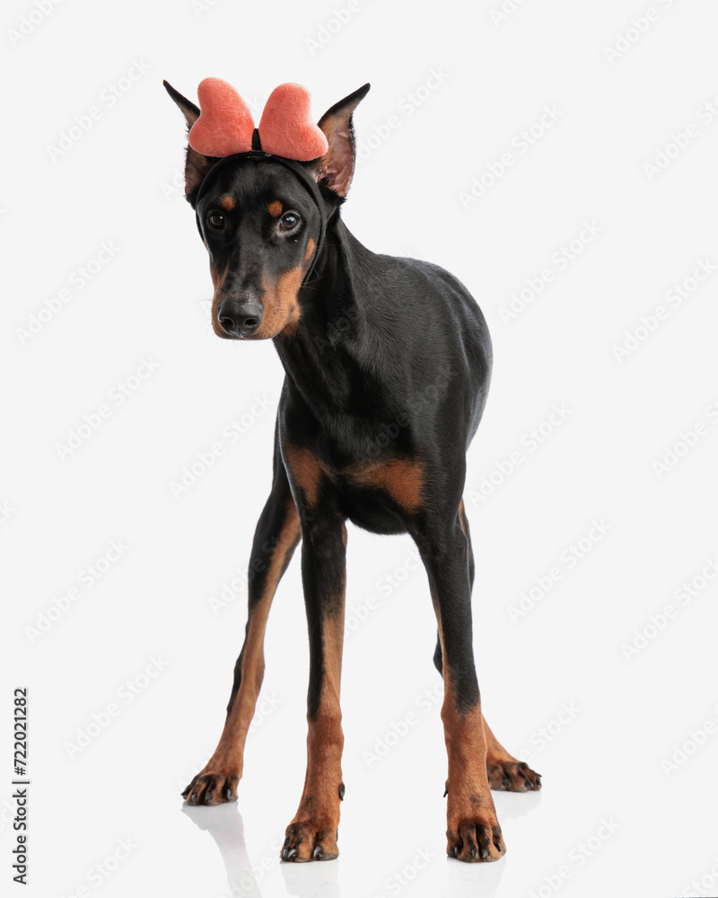 adorable dobermann puppy wearing heart shape headband