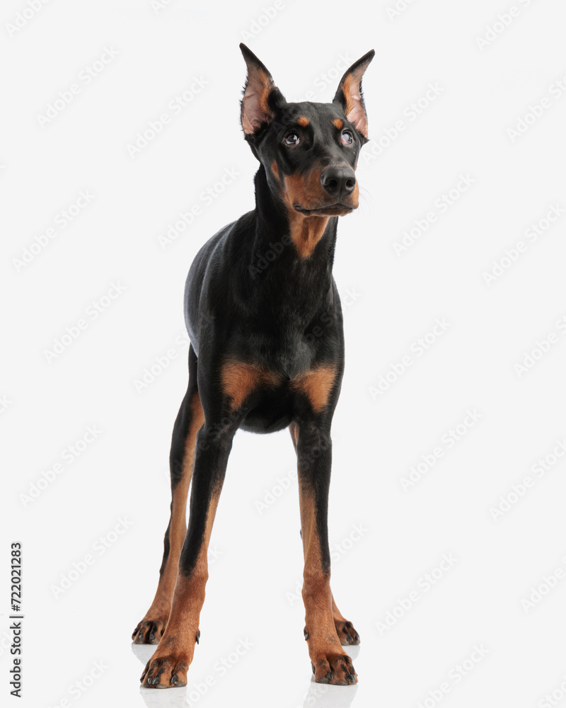 eager dobermann looking up to side eager dobermann looking up to side