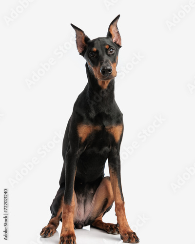 cute doberman pinscher sitting