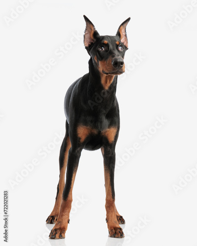 eager dobermann looking up to side