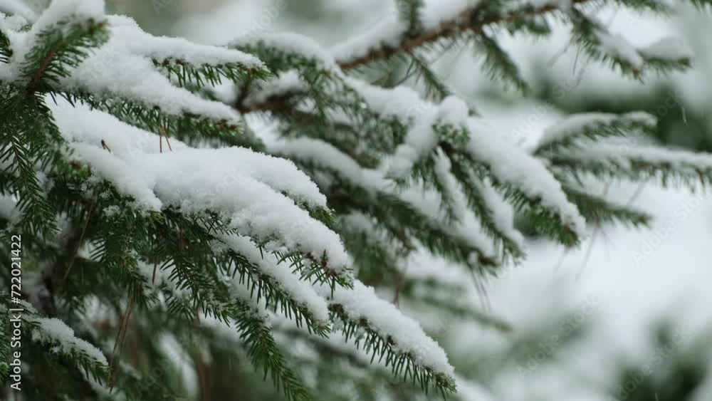 Landscape with evergreen pine trees covered with fresh snow during heavy snowfall in winter forest. Winter fairy tale. Snowing winter. Christmas time. Falling snow. Snowfall Winter seasonal background Landscape with evergreen pine trees covered with fresh snow during heavy snowfall in winter forest. Winter fairy tale. Snowing winter. Christmas time. Falling snow. Snowfall Winter seasonal background