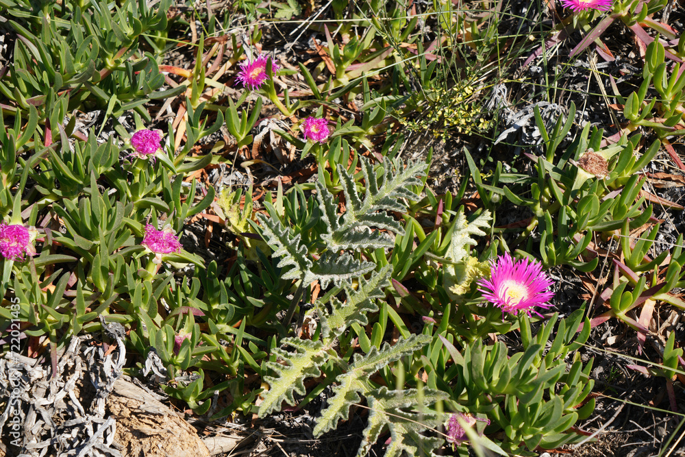 Obraz premium Iceweed is an ice plant and grows in coastal regions