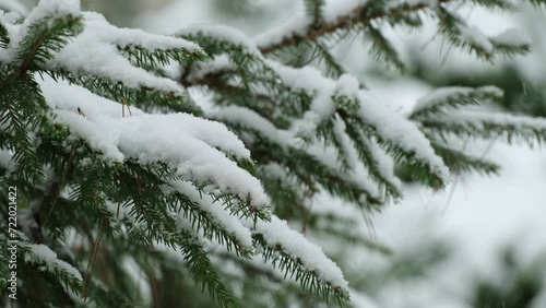 Landscape with evergreen pine trees covered with fresh snow during heavy snowfall in winter forest. Winter fairy tale. Snowing winter. Christmas time. Falling snow. Snowfall Winter seasonal background