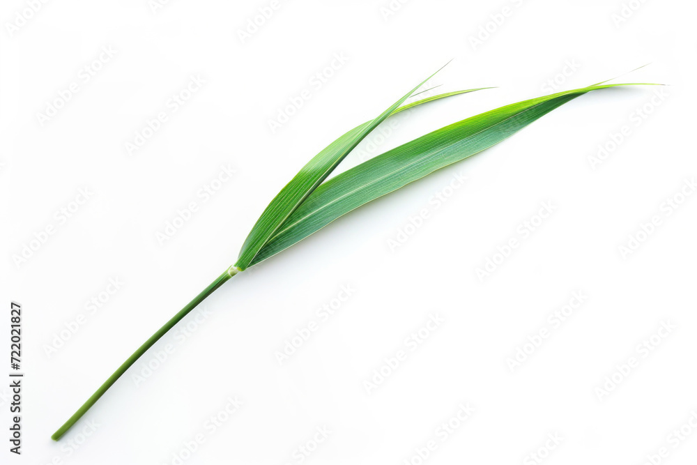 Blade of grass isolated on white background Blade of grass isolated on white background