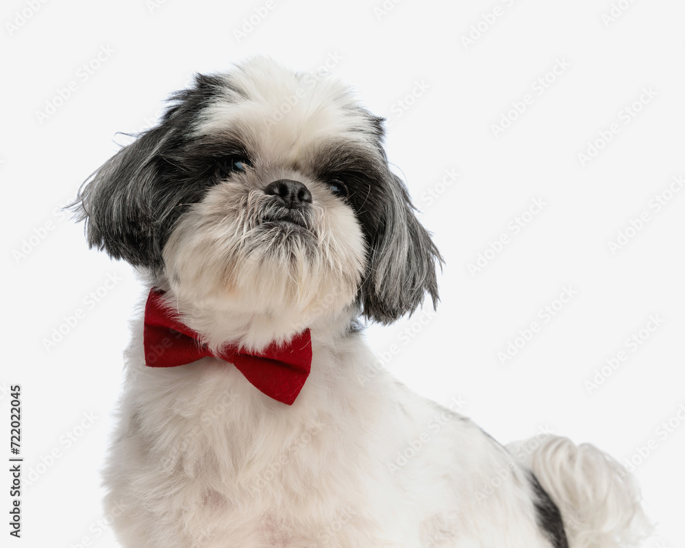 close up of stylish shih tzu wearing red bow tie close up of stylish shih tzu wearing red bow tie
