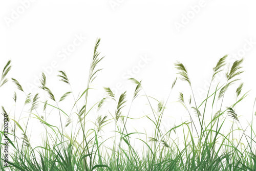 Grass on a white background.