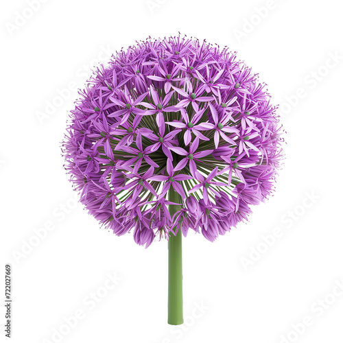 Allium (Ornamental onion), transparent background, isolated image, generative AI