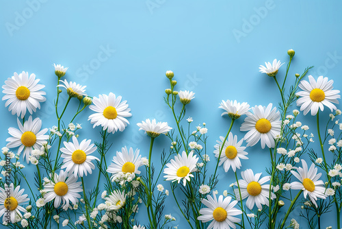 Daisy template. Flat lay spring and summer chamomile, frame from chamomile on a blue background photo
