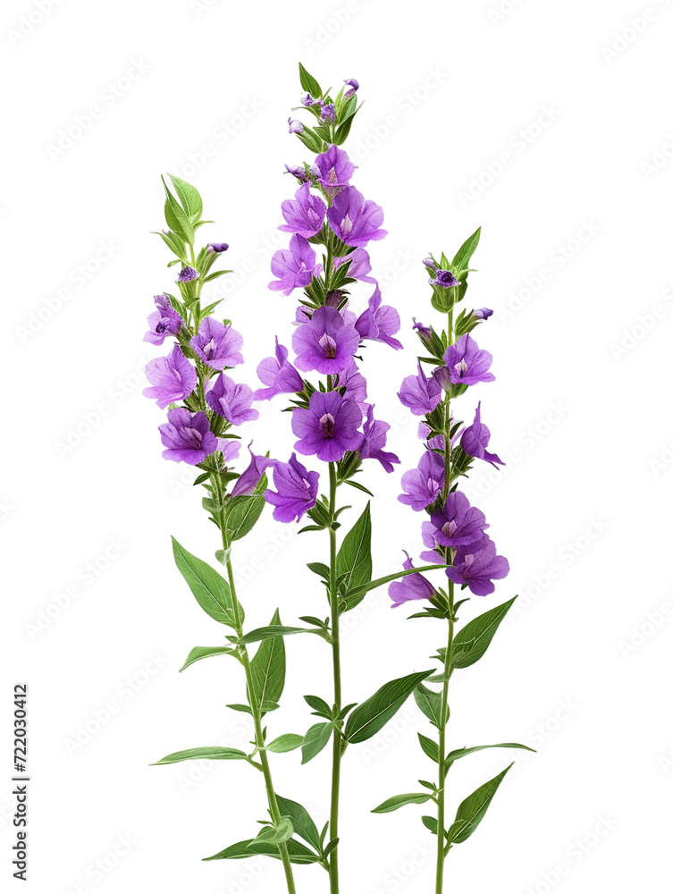 Obraz premium Angelonia (Summer snapdragon), transparent background, isolated image, generative AI