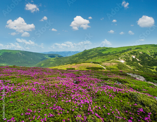 Blossoming slopes (rhododendron flowers ) of Carpathian mountains.