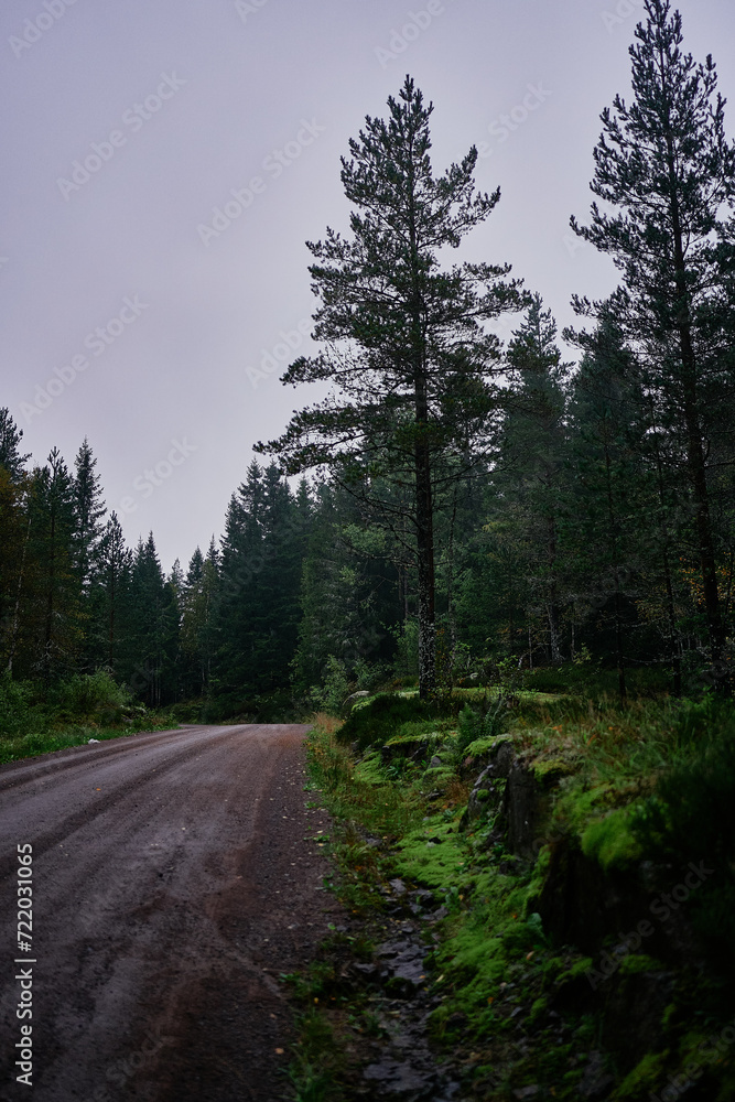 magical fairy tail dark forest in rainy day Norway