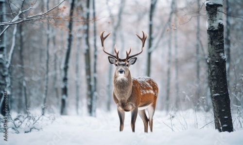 red deer with branched antlers in a winter snowy forest, sunset in winter, beauty of nature