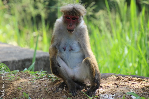 sri lanka monkey sitting and having hun