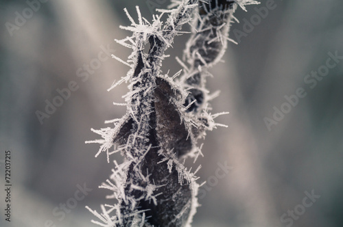 frost on a tree © alex