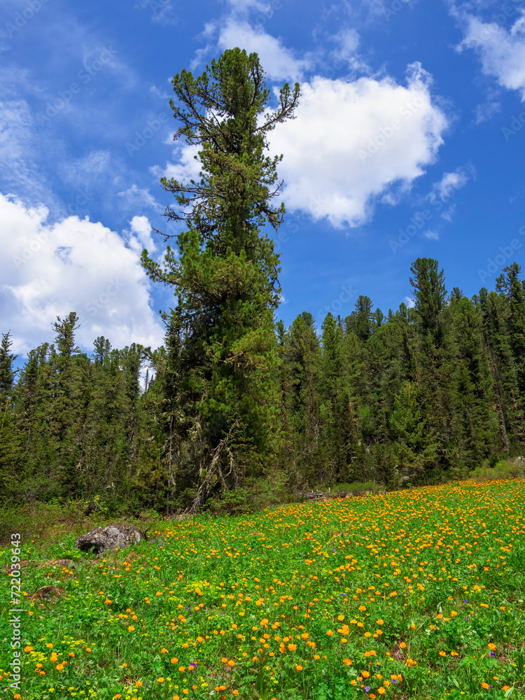Beautiful blooming spring meadow in the Siberian taiga. Vertical view.