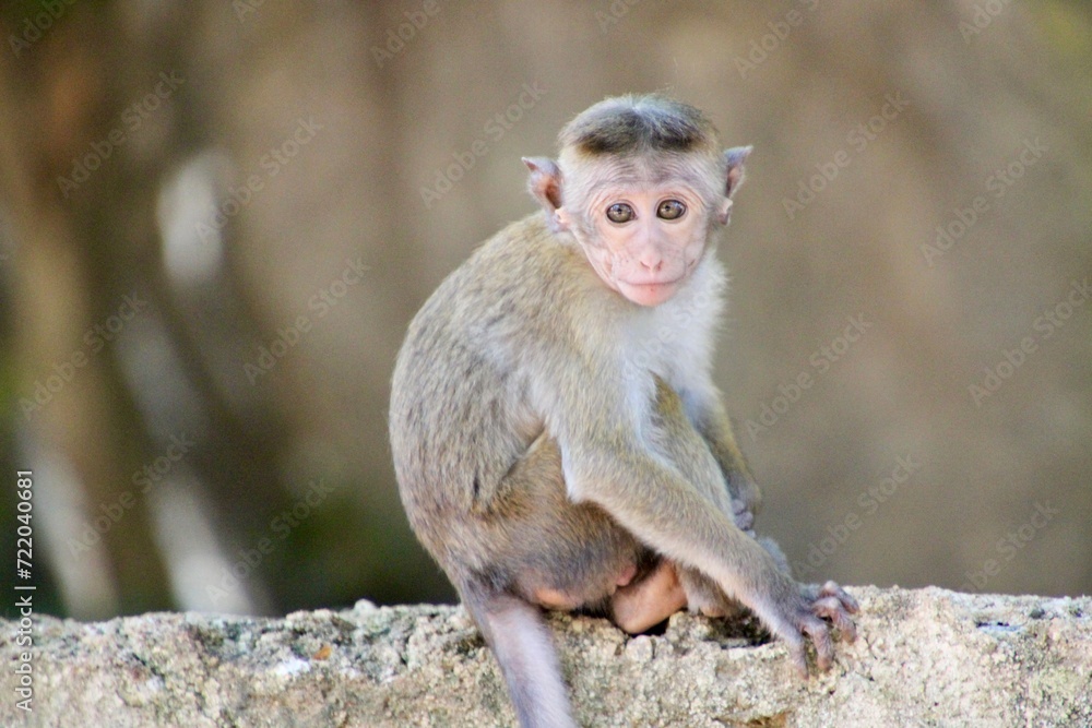 Naklejka premium Sri Lanka Monkey baby
