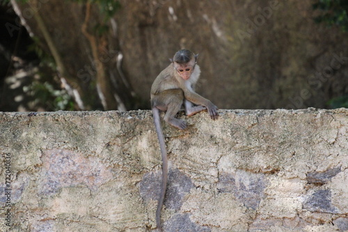 Sri Lanka Monkey baby