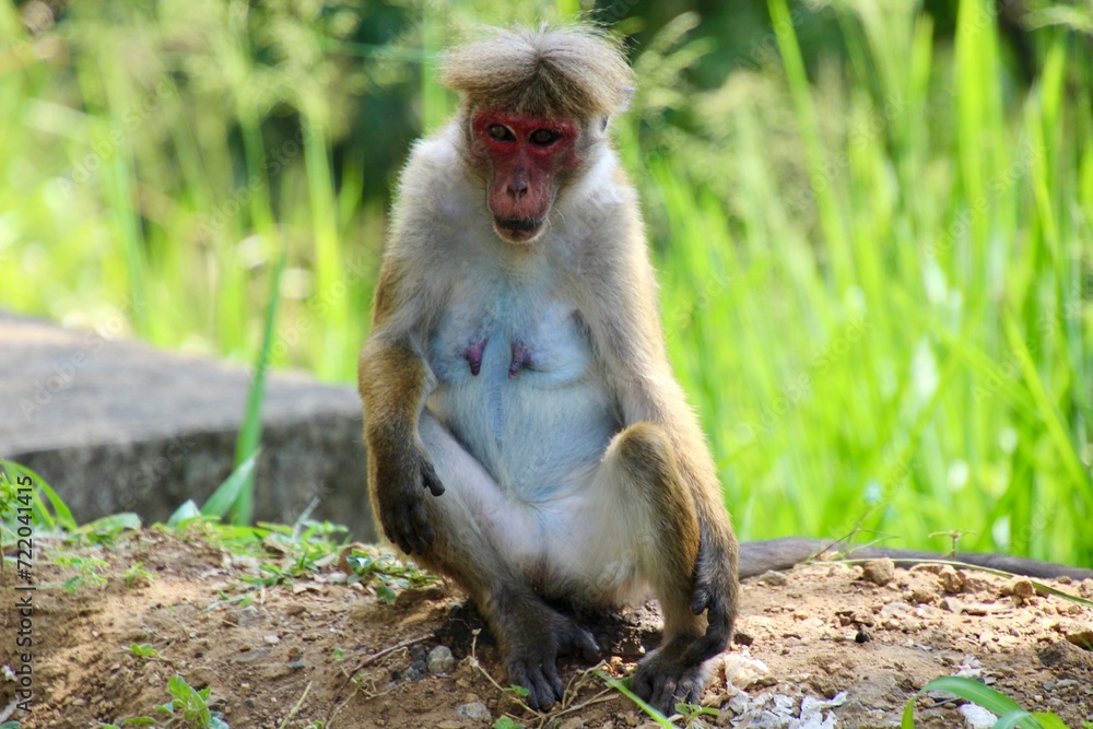 sri lanka monkey red face sri lanka monkey red face