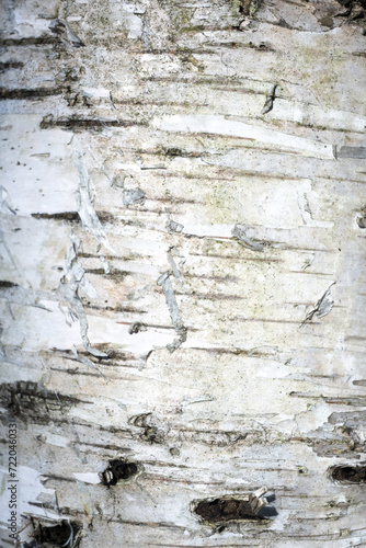 Fototapeta Naklejka Na Ścianę i Meble -  Brzoza, kora drzewa.