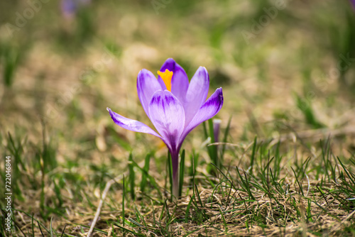 Spring crocus flower. Seasonal Easter background.